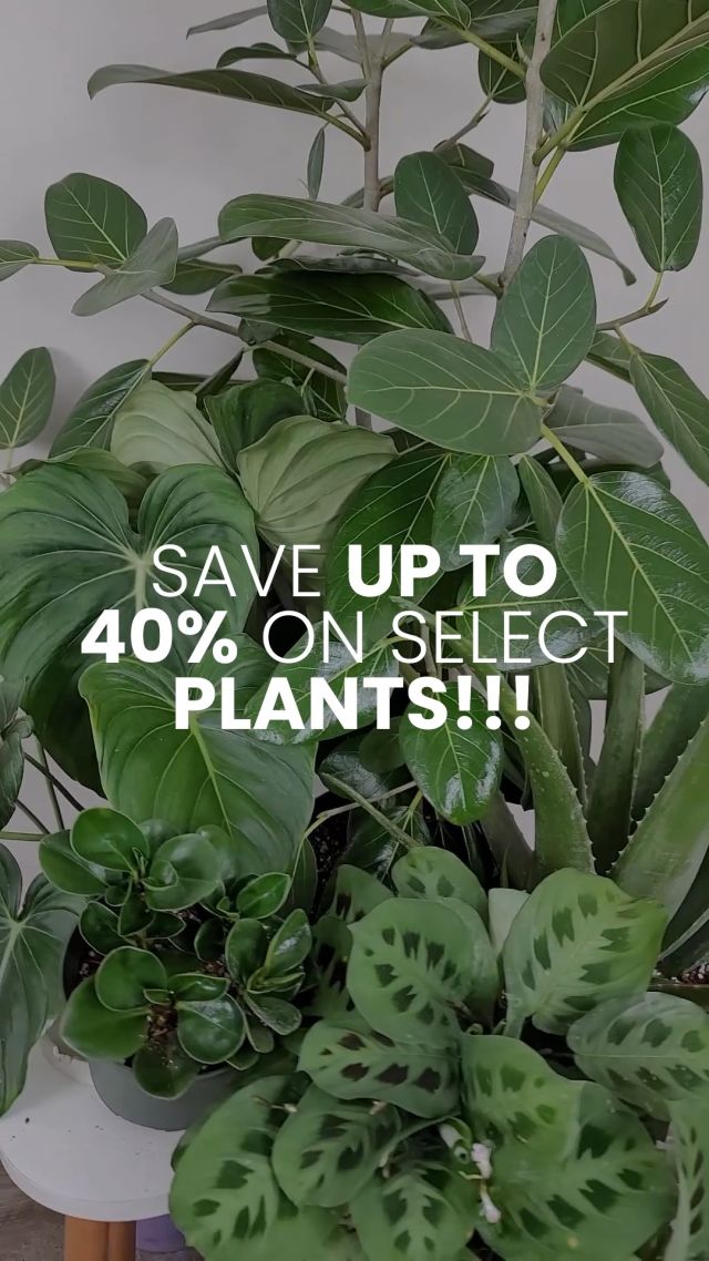 Big Plant Sale Alert! 🌿 We're bringing green joy to your space — with up to 40% OFF our favorite plants!Here’s what’s thriving (and discounted!): 🪴 Green Maranta 🌱 Peperomia Obtusifolia 🌵 Aloe Vera 🌿 Philodendron McDowell 🌳 Ficus AudreyBrighten up your home with these beauties — healthy, lush, and ready to ship! Hurry, they won’t last long!🛒 Shop now at PlantVine.com