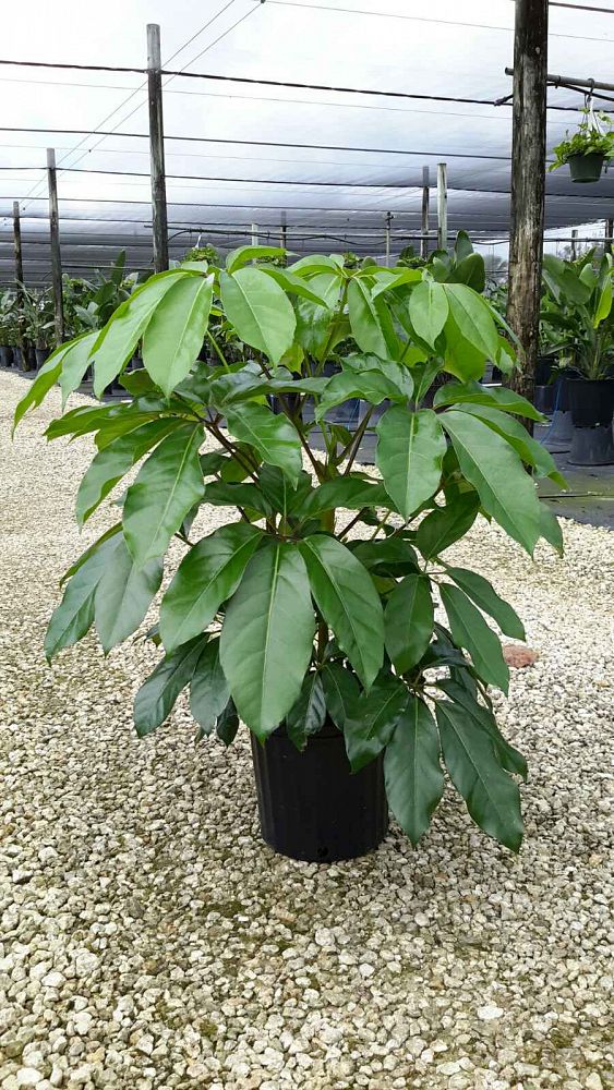 Schefflera actinophylla 'Amate', Umbrella Tree PlantVine