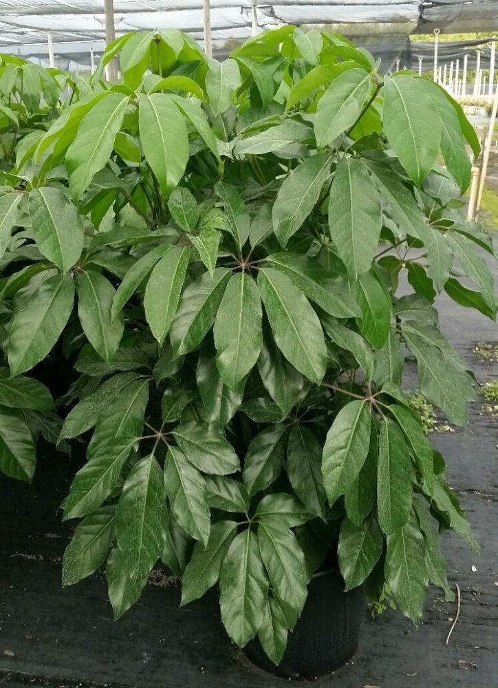 Schefflera actinophylla 'Amate', Umbrella Tree PlantVine