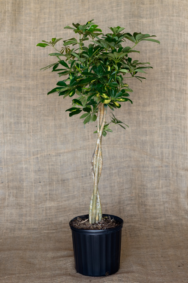 Arboricola Capella Plant : Dwarf Umbrella Tree: Care and Growing Guide ...
