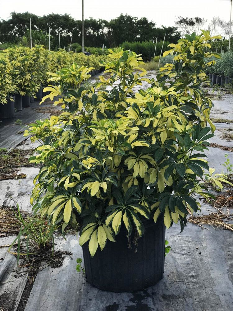 Schefflera arboricola �Gold Capella�, Umbrella Tree