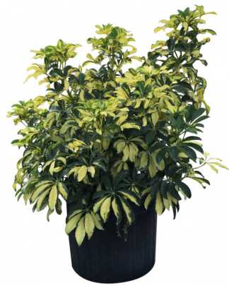 schefflera arboricola gold capella