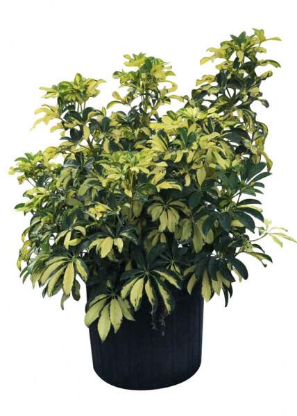 Extra Large Extra Large