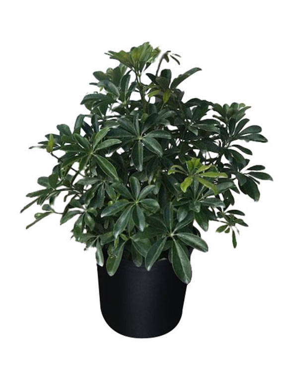Buy Schefflera arboricola 'Green', Umbrella Tree Free Shipping over 100
