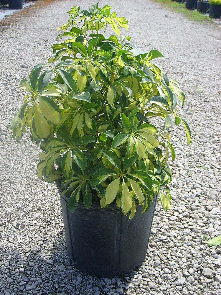 Schefflera arboricola Umbrella Tree PlantVine