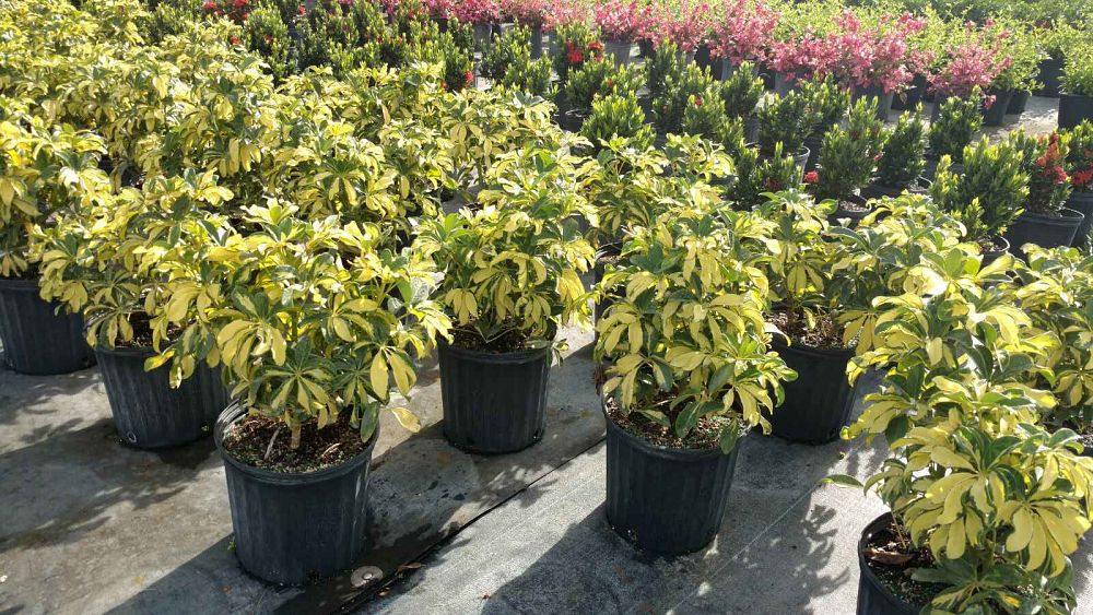Schefflera arboricola 'Trinette', Umbrella Tree | PlantVine