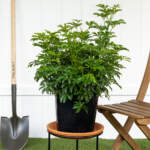 schefflera green