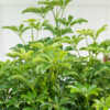 schefflera green leaves