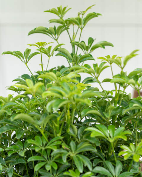 Leaves