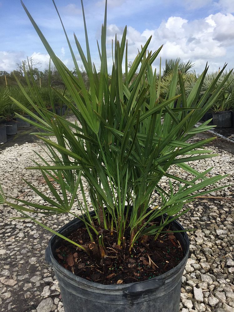Serenoa repens, Saw Palmetto PlantVine