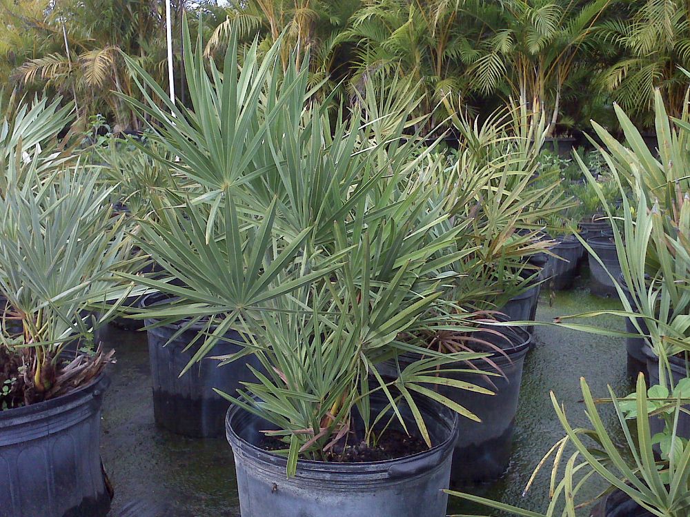 Serenoa repens, Saw Palmetto PlantVine