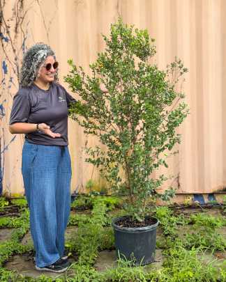 PlantVine Picks