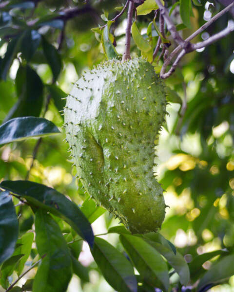 Fruit