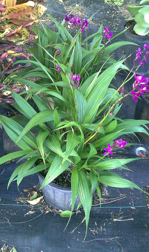 Spathoglottis plicata, Purple Ground Orchid PlantVine