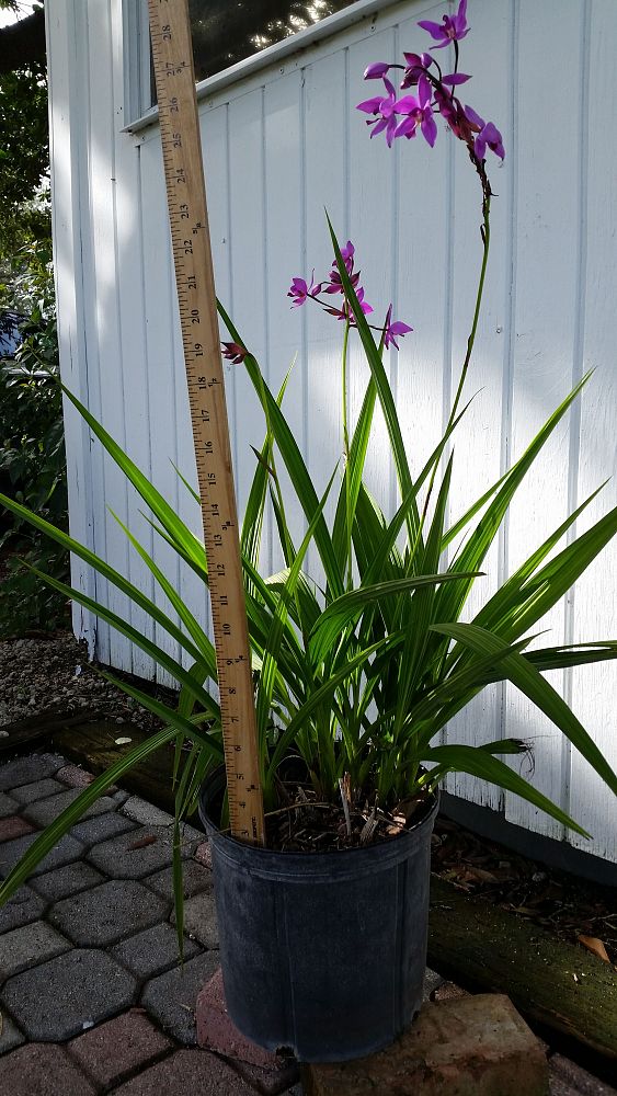 Spathoglottis plicata, Purple Ground Orchid PlantVine