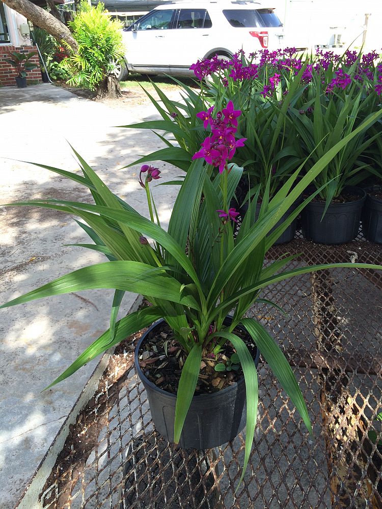 Spathoglottis plicata, Purple Ground Orchid PlantVine