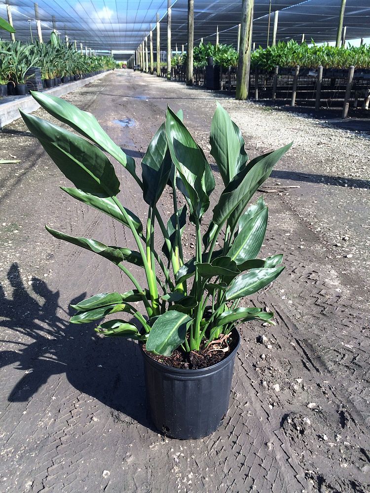 Dwarf Bird Of Paradise