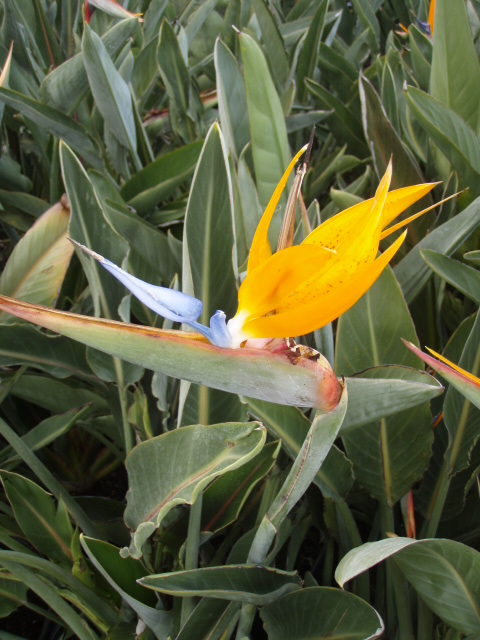 strelitzia reginae bird of