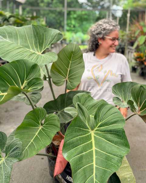 PlantVine Picks