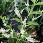 sweet almond verbena