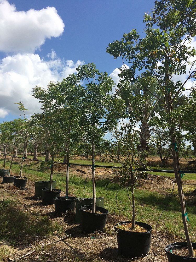 Swietenia mahagoni, Mahogany Tree | PlantVine