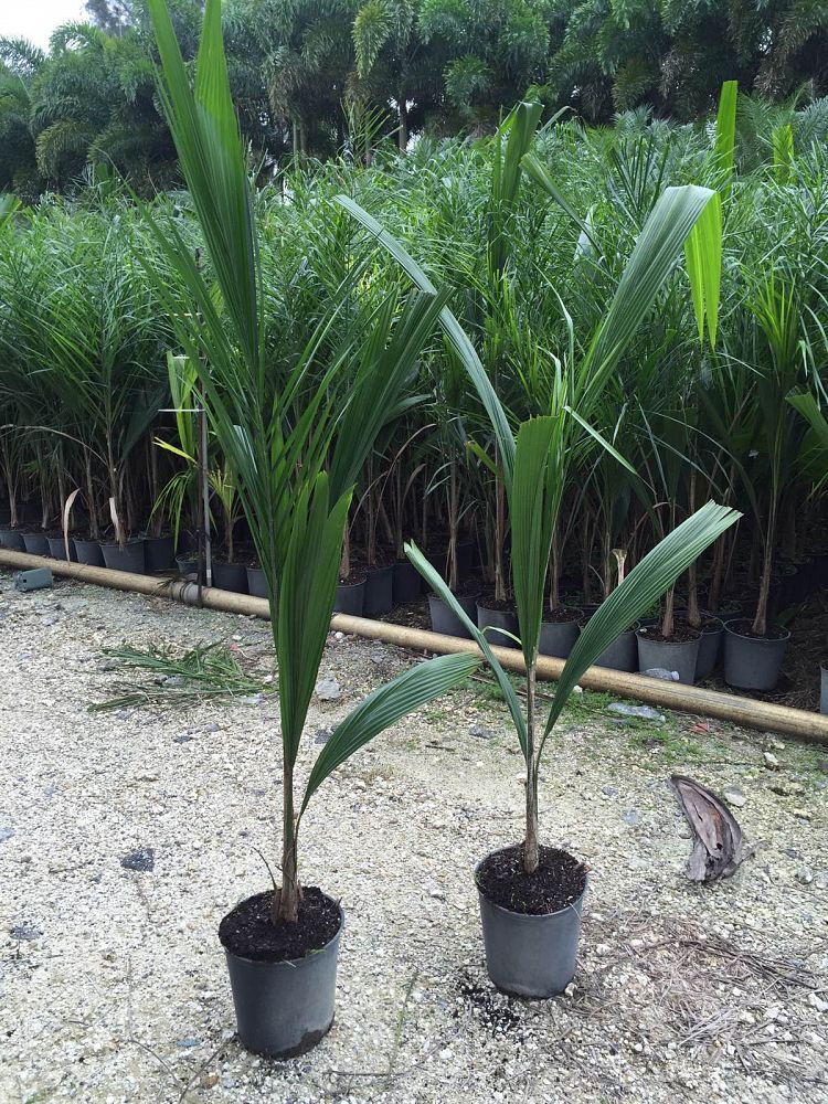 Buy Syagrus romanzoffiana, Queen Palm, Cocos Plumosa Free Shipping