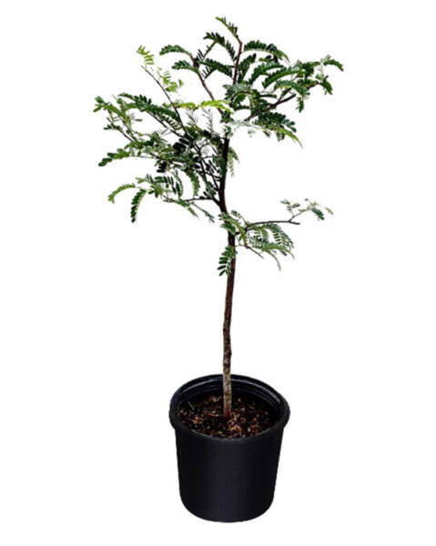 Large Tree Large Tree