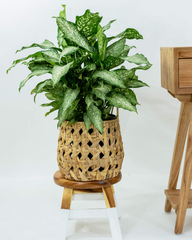 Dieffenbachia 'Tiki', Dumb Cane