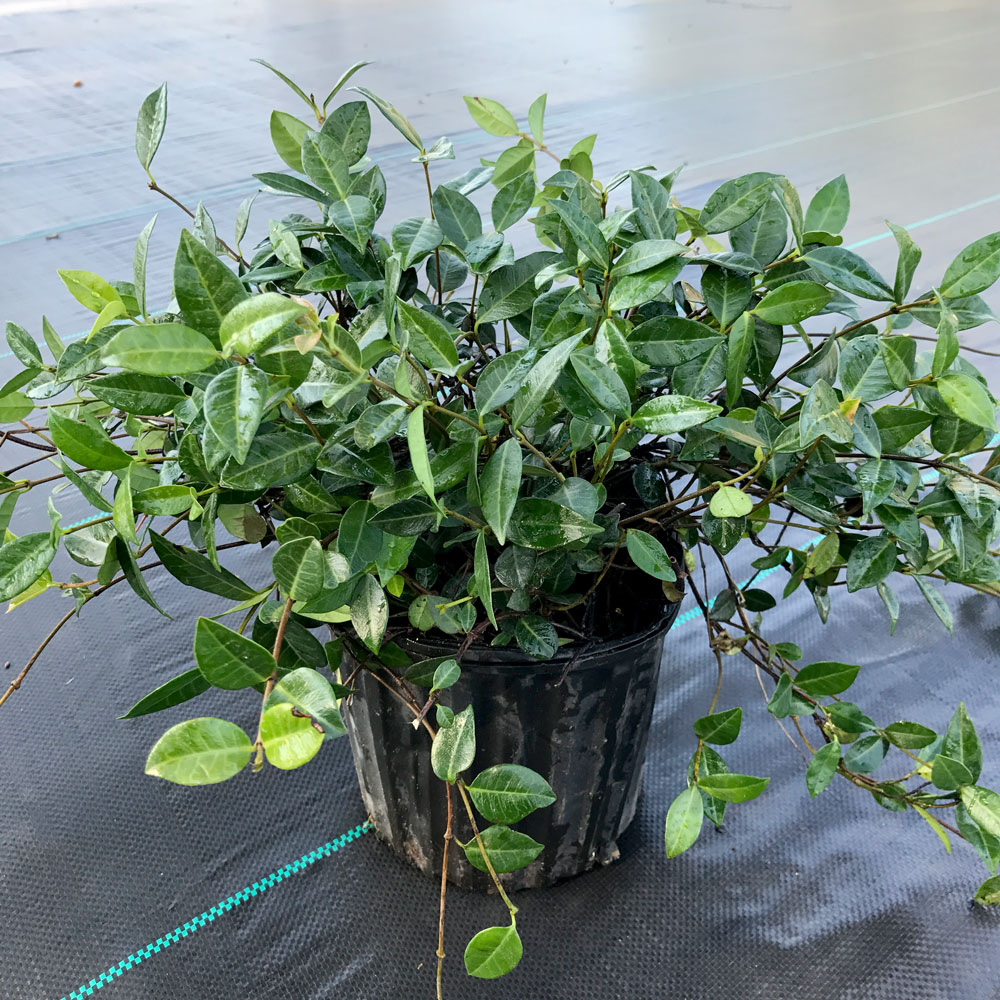 Trachelospermum asiaticum �Minima�, Asiatic Jasmine