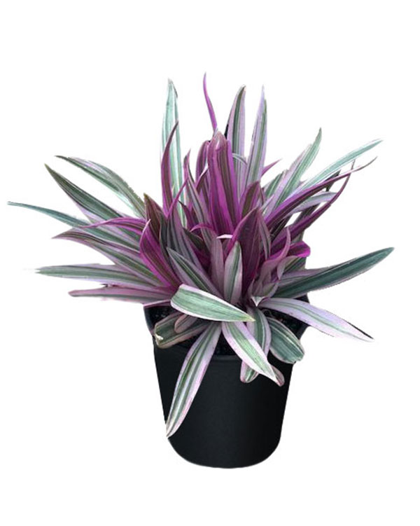 #564 10 graines purple bambou graines