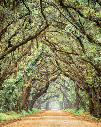 Trees