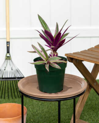 tricolor oyster medium