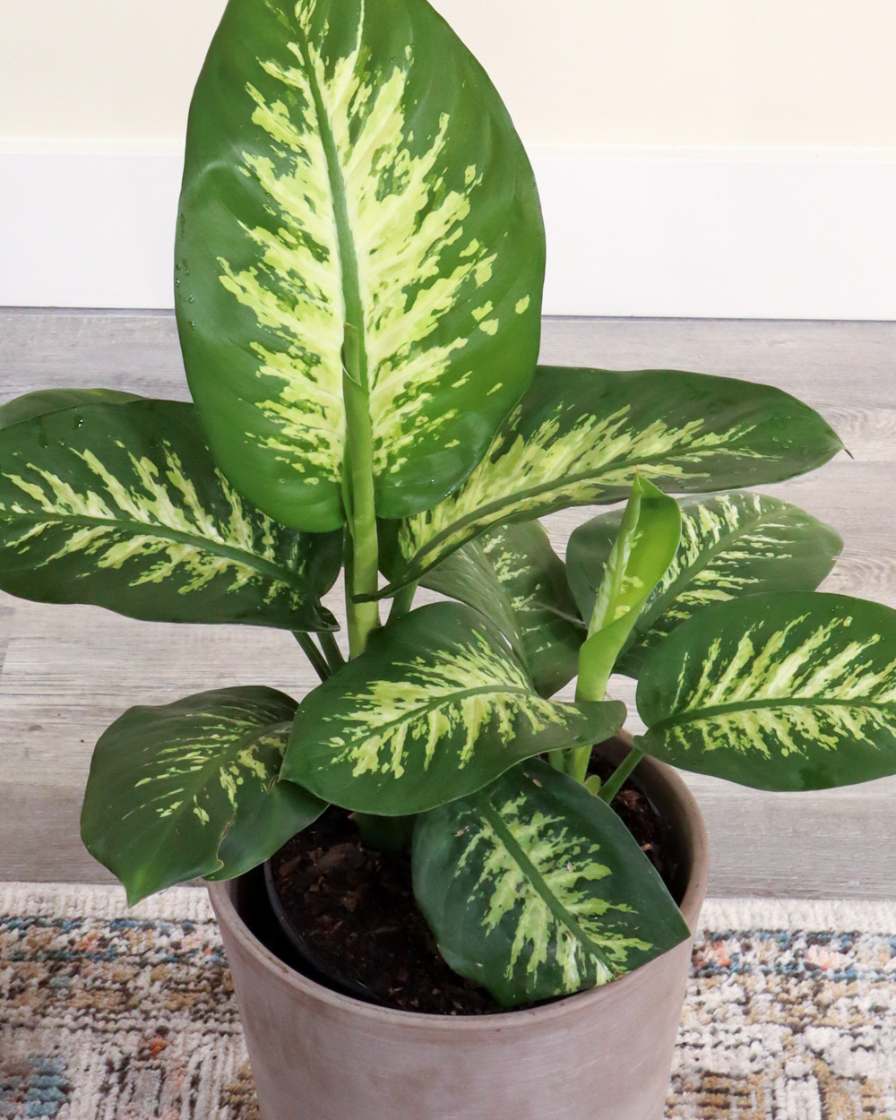 Dieffenbachia Tropic Snow PlantVine Dieffenbachia Tropic Snow PlantVine