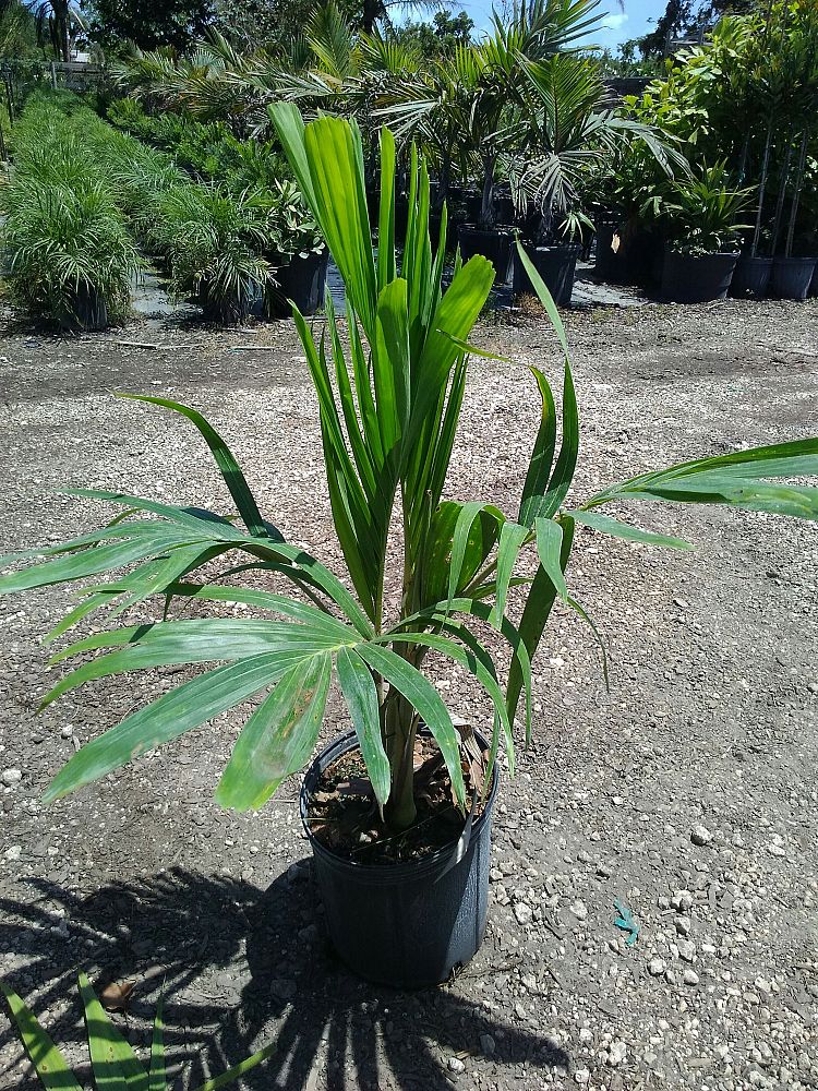Veitchia merrillii, Christmas Palm, Adonidia merrillii PlantVine