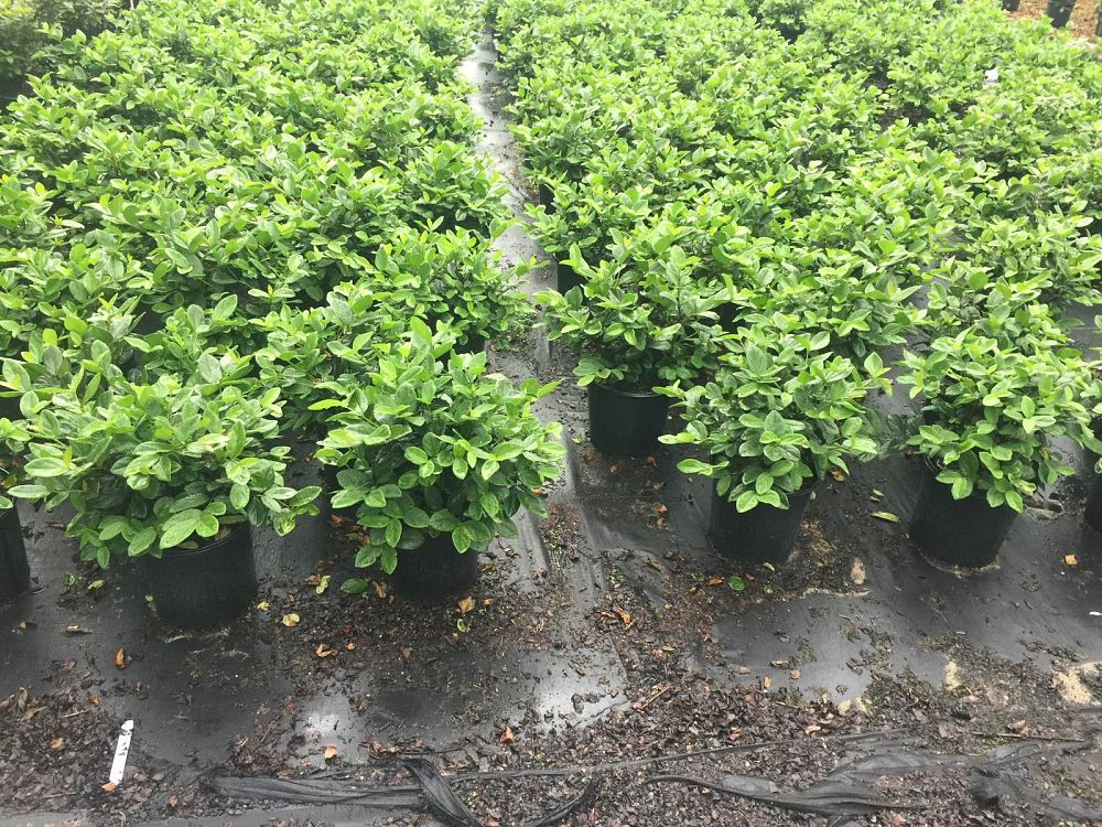 Viburnum suspensum, Sandankwa Viburnum PlantVine