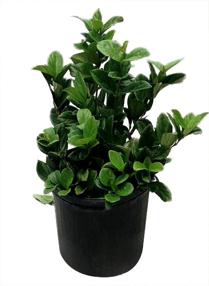 Buy Viburnum suspensum, Sandankwa Viburnum Free Shipping over 100