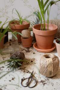 repotting plants on table