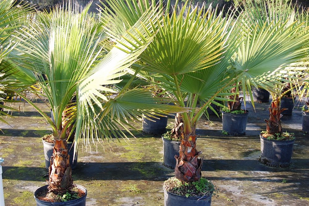 Washingtonia Robusta Washington Palm Mexican Fan Palm PlantVine