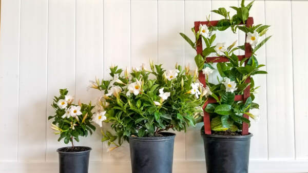 Size Comparison Size Comparison