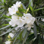 white oleander flower