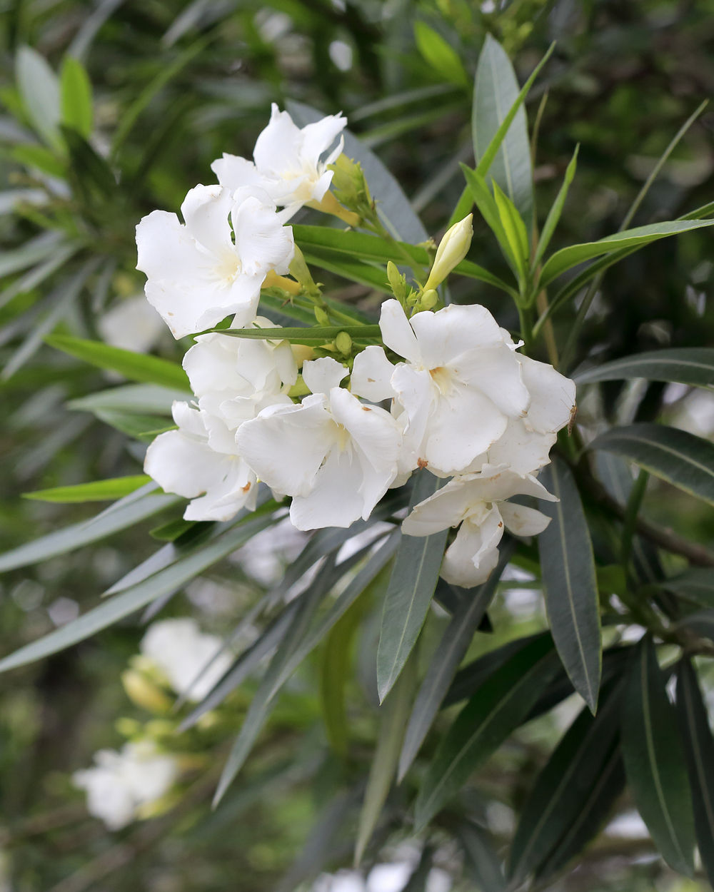 Oleander ‘White’ PlantVine