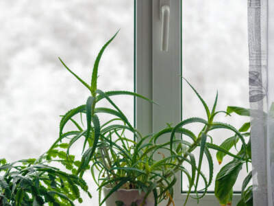 window sill portrait
