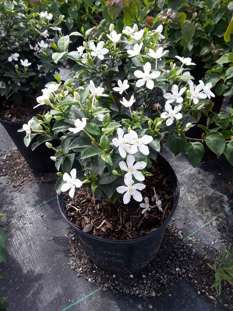 Wrightia antidysenterica, Asian Snow, Milky Way, Snowflake