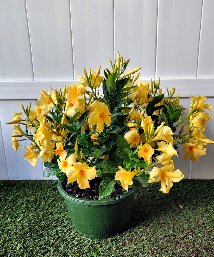 Yellow Dipladenia PlantVine