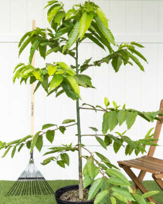 ylang ylang extra large