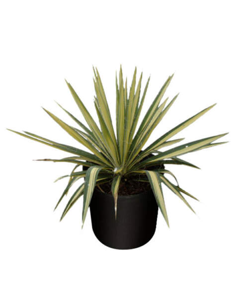 Large
