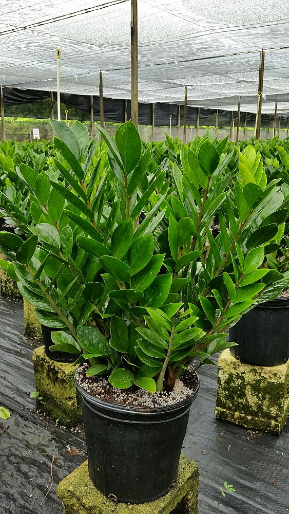Zamioculcas, ZZ Plant PlantVine