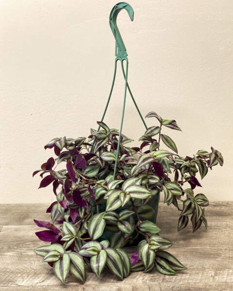 Medium Hanging Basket