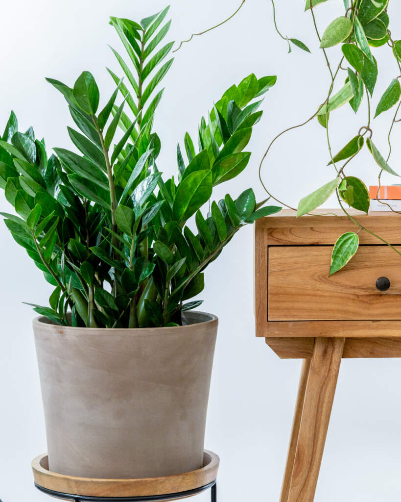 ZZ Plant, Zamioculcas zamiifolia